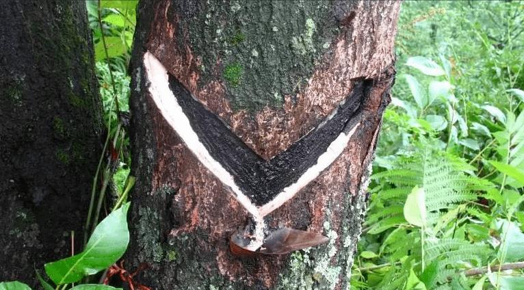 黄瓜视频污在线观看機