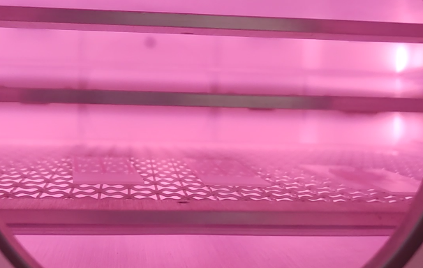 Plasma黄瓜视频污在线观看機