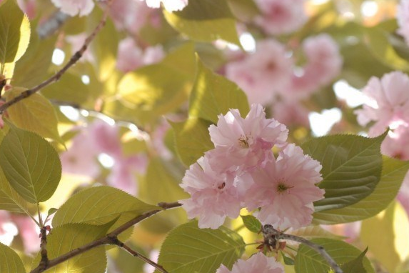 明日清明，全國哀悼_黄瓜视频下载APP视频黄瓜视频污在线观看機