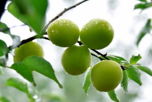 芒種時節，習俗不“盲”-黄瓜视频下载APP视频黄瓜视频污在线观看機