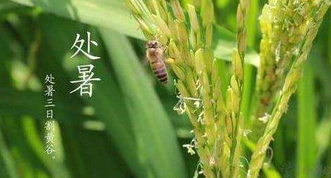 明日處暑，秋涼漸至-黄瓜视频下载APP视频黄瓜视频污在线观看機